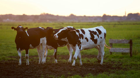 cows on a farm