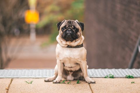 Pug sitting outside