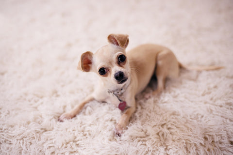 Chihuahua puppy on a shaggy rug