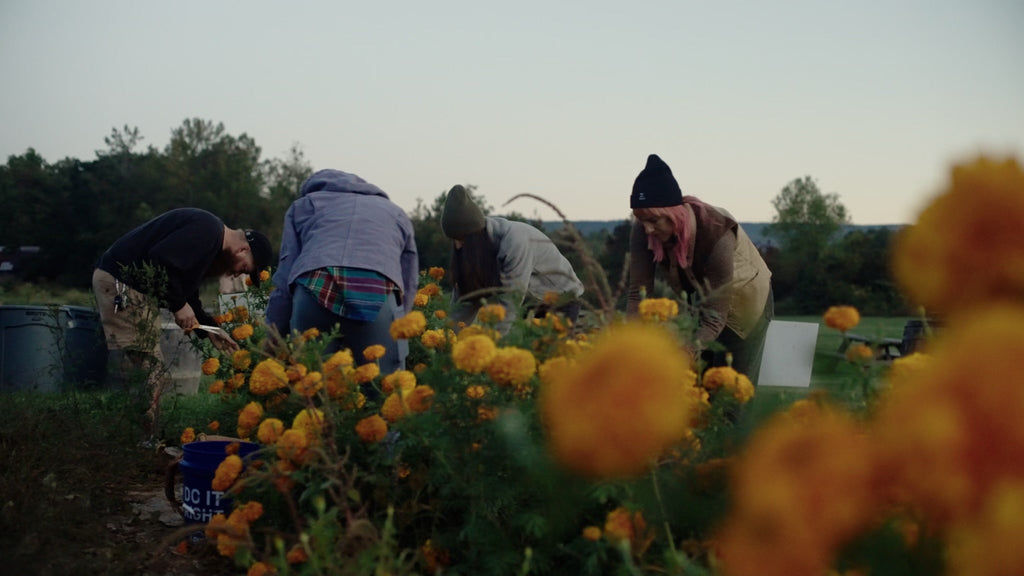 people on fonta flora brewery's farm picking marigolds