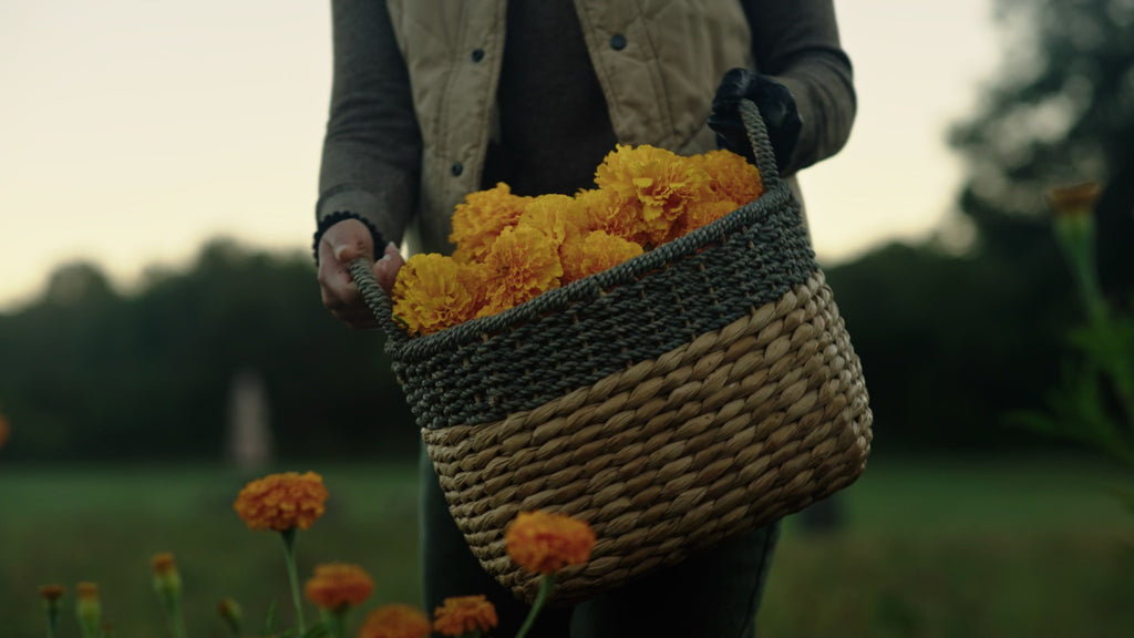 person on a farm carrying a basket full of marigold flowers