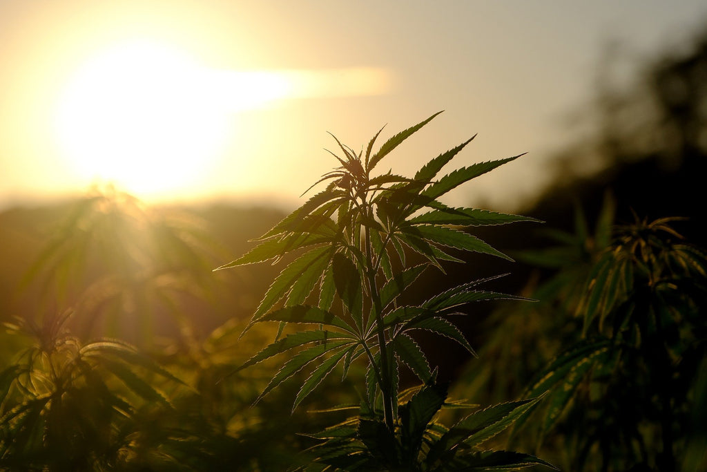 A hemp field at sunrise