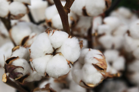 Images of cotton fields