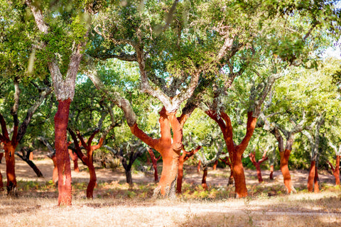 Field of cork trees used to manufacture cork products.