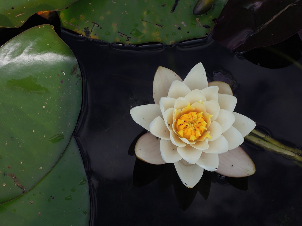 Serene floating flower