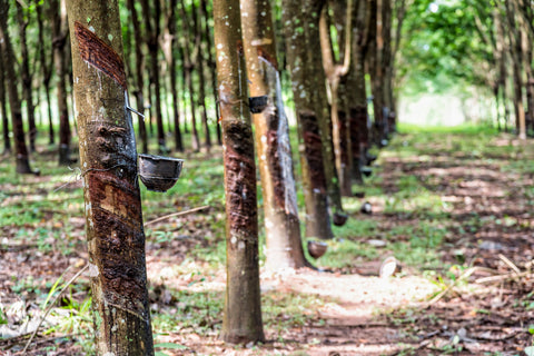 Row of rubber trees being harvested