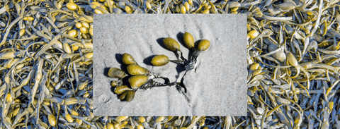 Bladderwrack