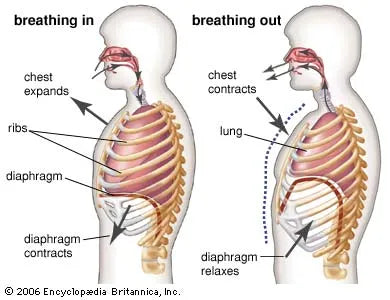 breathing mechanics