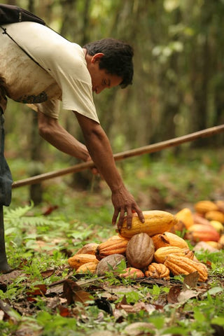 Farmers working with cacao