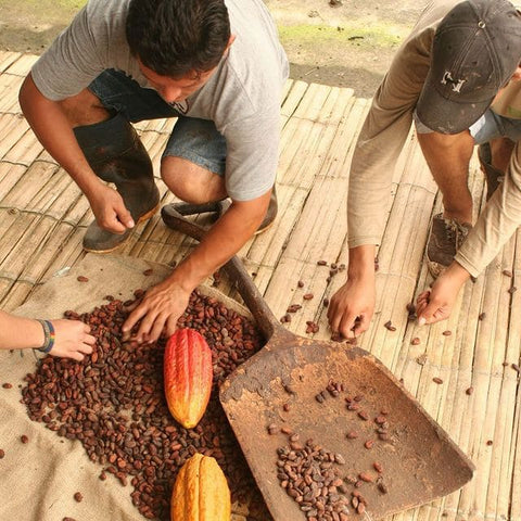 Farmers working with cacao beans