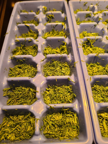 Herbs in Ice Cube Trays