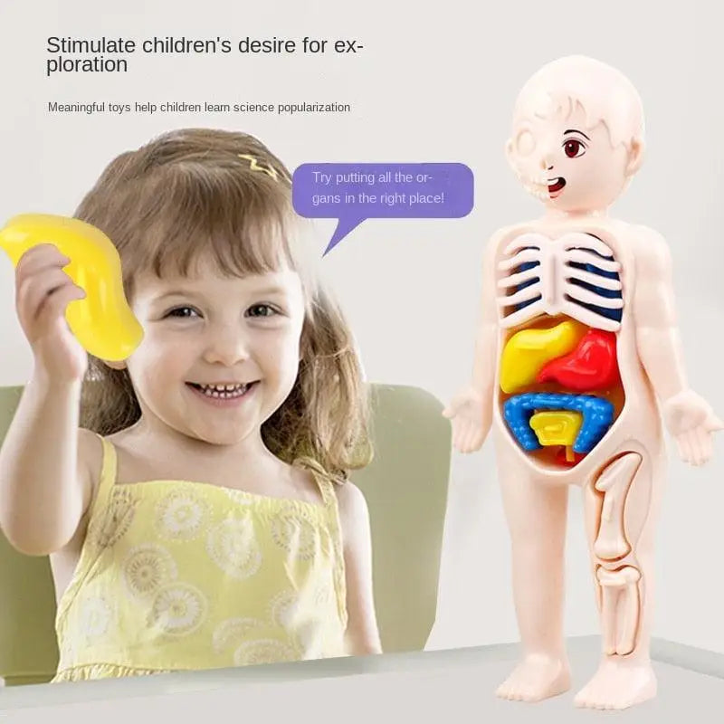 Corps - Puzzle 3d Montessori Pour Enfants, Modèle D'anatomie Du
