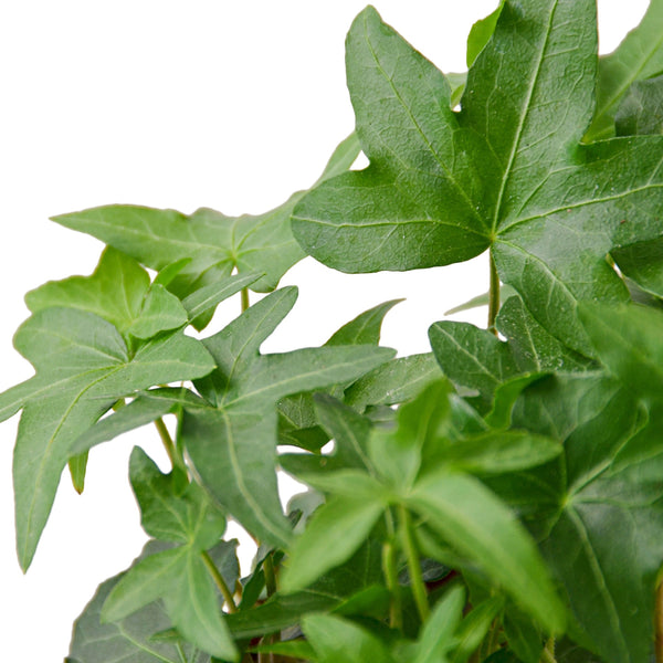 Hedera Eva White Green (Pot Size 13cm) - English Ivy - The Boma Garden  Centre