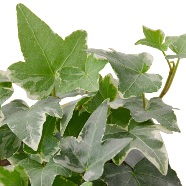 Hedera Eva White Green (Pot Size 13cm) - English Ivy - The Boma Garden  Centre