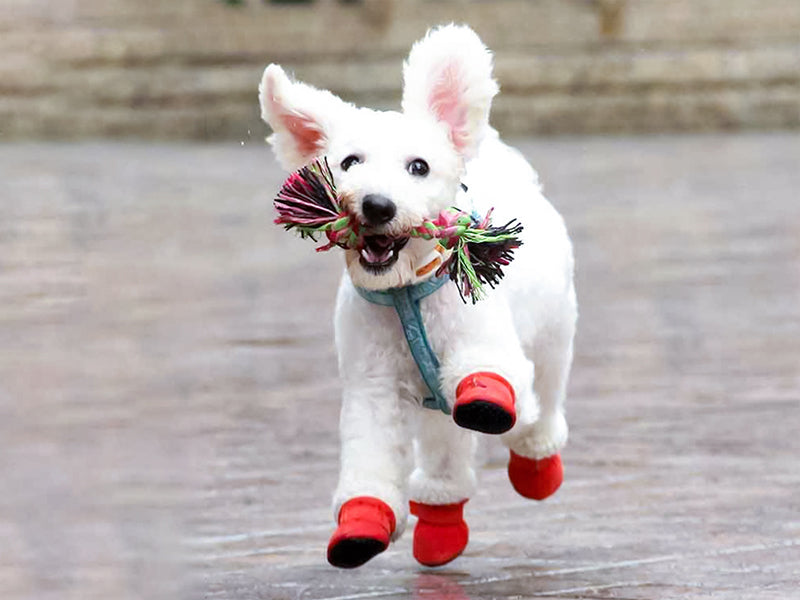 pets at home dog boots