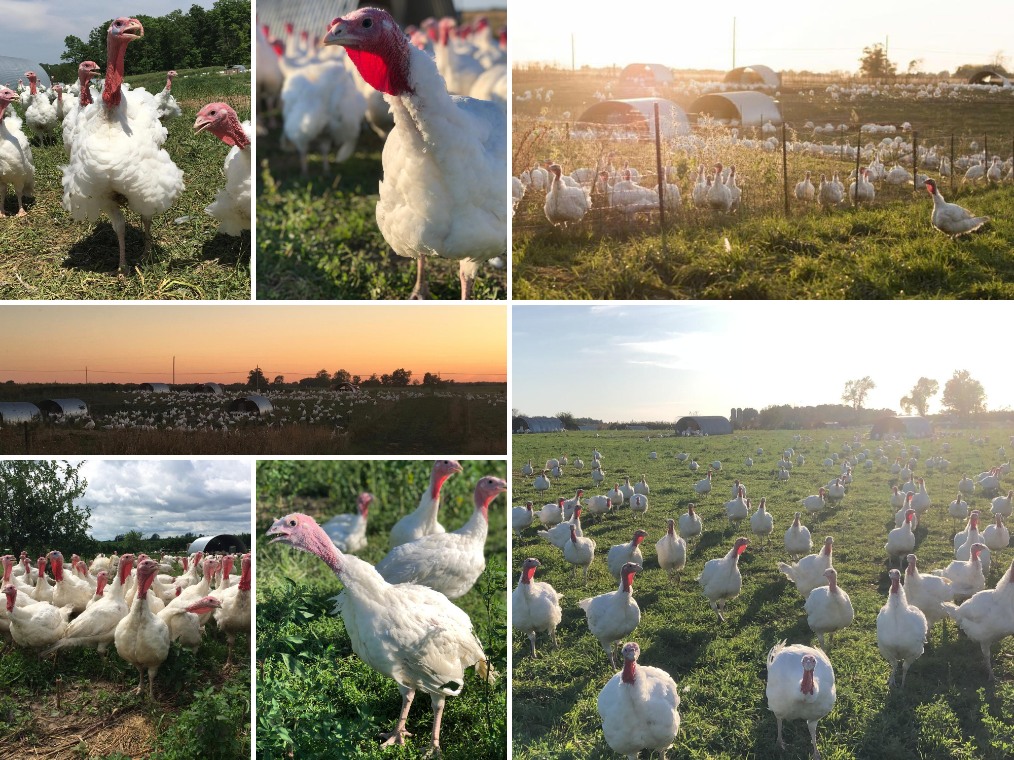 Collage of Gunthorp Farms turkey pictures