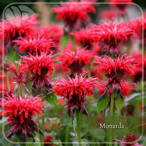 monarda