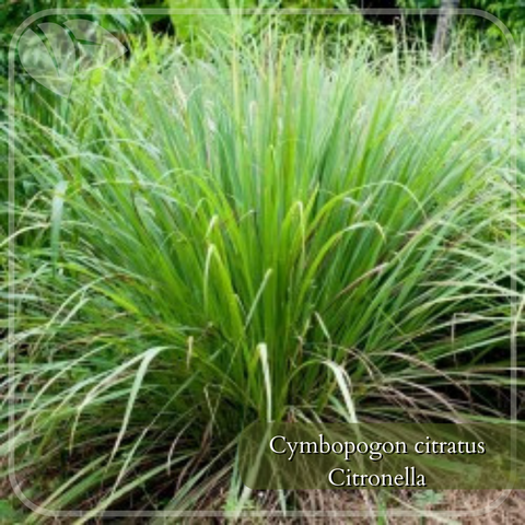 citronella