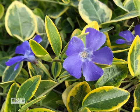 Vinca minor