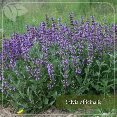 salvia