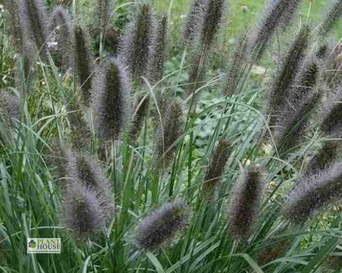 Pennisetum