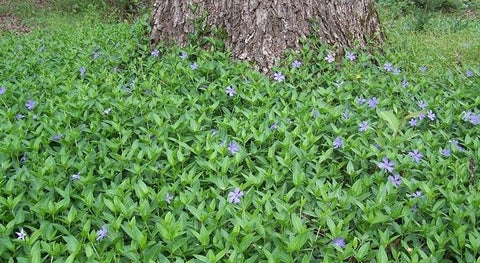 Vinca minor-acoperitor de sol 