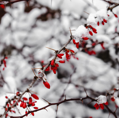 berberis