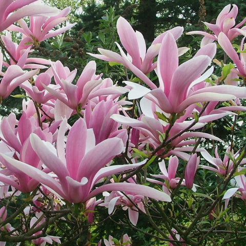 Magnolia 'Betty'