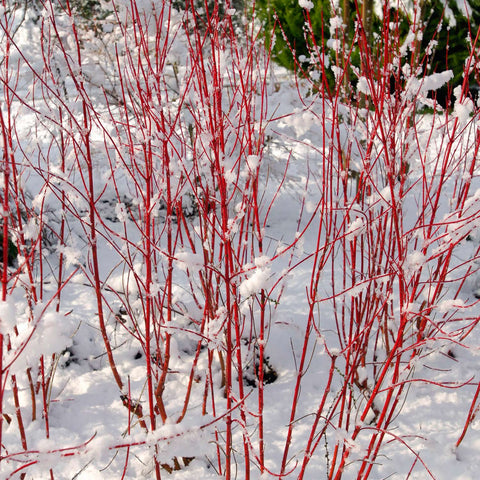 Cornus alba sibirica-iarna