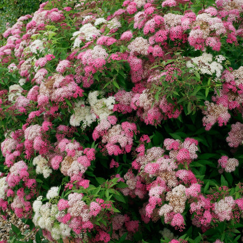 spiraea shirobana