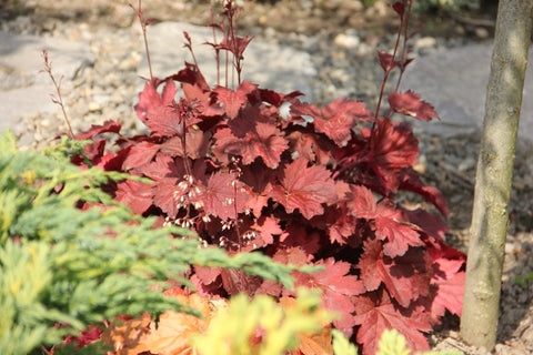 Heuchera-Cherry-cola