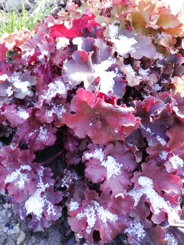 Heuchera-decorativ tot anul