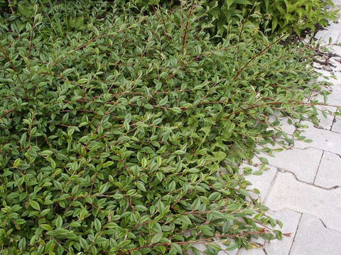 Cotoneaster-acoperitor sol-veșnic verde