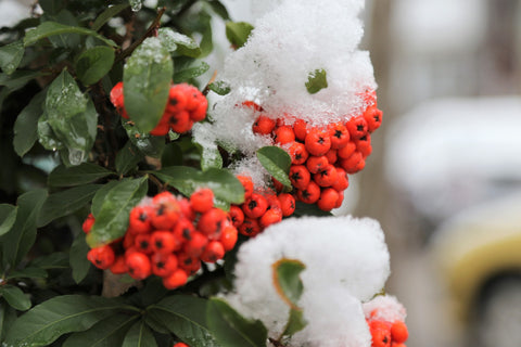 Pyracantha-verde tot anul