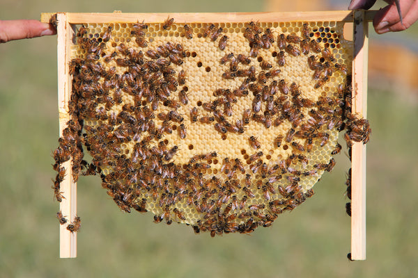 Malfroy's Gold virgin comb with perfect brood