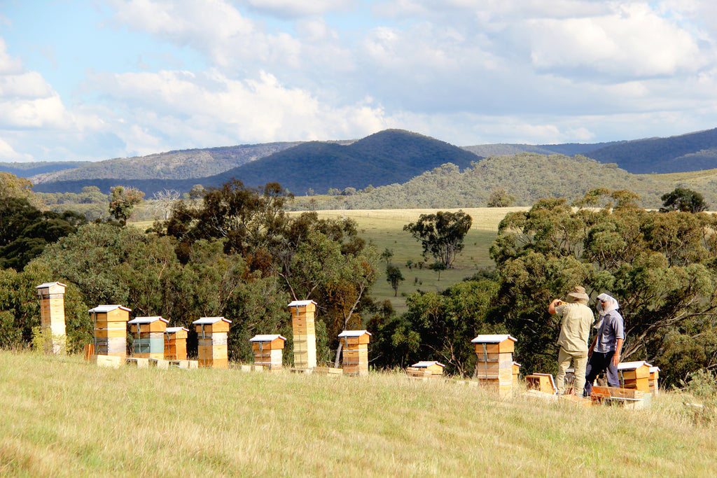 Malfroy's Gold Central West Apiary
