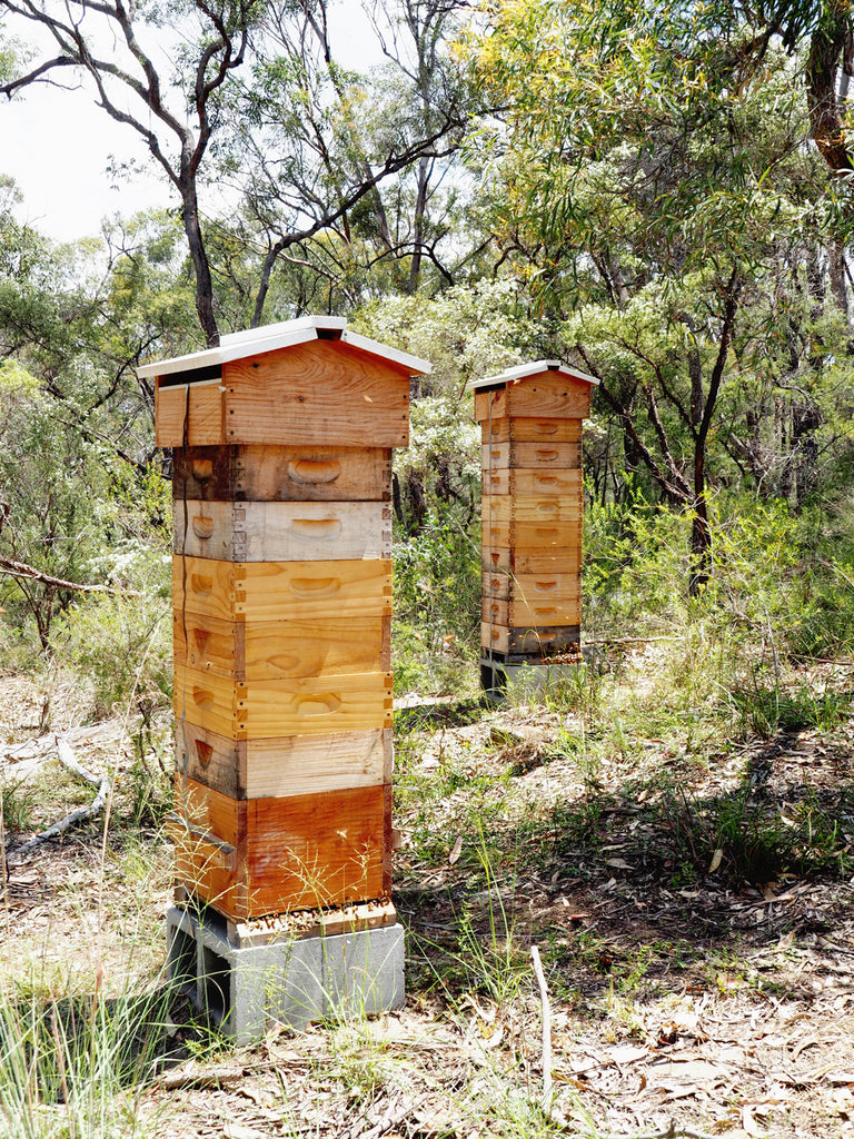 Malfroy's Gold Warré Hives Medicinal Honey