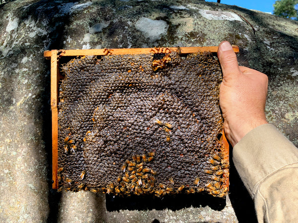 Malfroy's Gold Capped Post Brood Comb