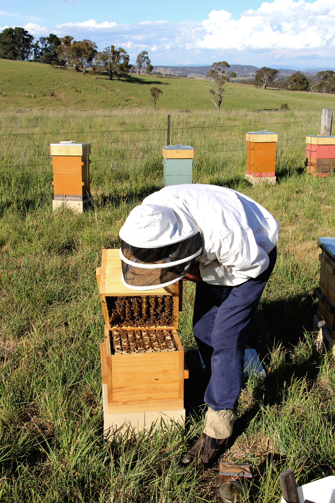 Malfroy's Gold Tim Malfroy Warre Hive Opening