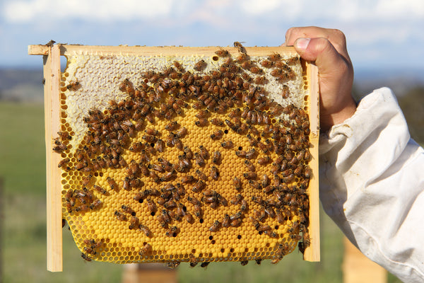 Malfroy's Gold Brood Comb