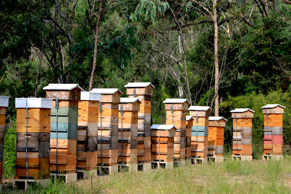 Malfroy's Gold Blue Mountains Warré Apiary