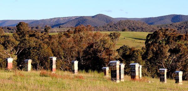 Malfroy's Gold Central Tablelands Warré Apiary