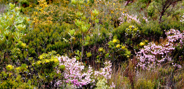 Malfroy's Gold Blue Mountains Wild flowers