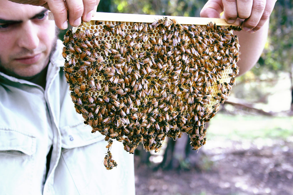 Malfroy's Gold Tim Malfroy Top bar of Wild comb from bee friendly Warré hive