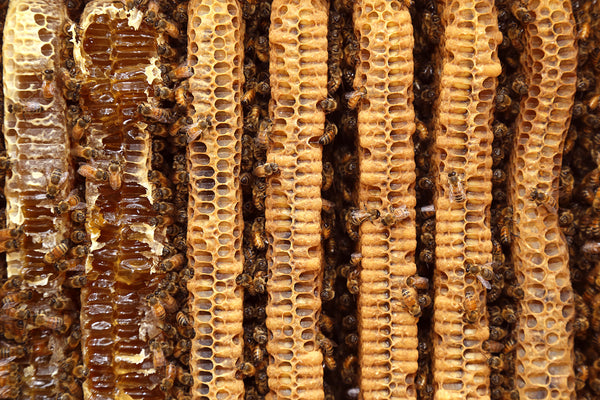 Malfroy's Gold Brood Comb