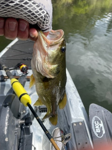 Largemouth bass caught on a Zoom Trick Worm wacky rig