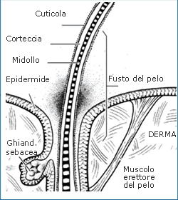 struttura capello:midollo, corteccia, cuticola