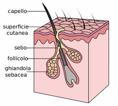 struttura del capello com'è fatto il capello