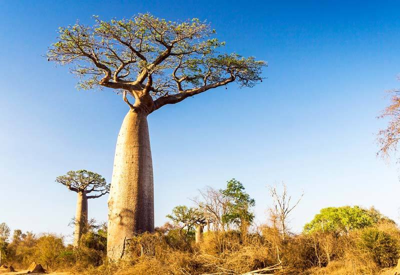 The Baobab Tree:Africa's Iconic of Life" – Aduna