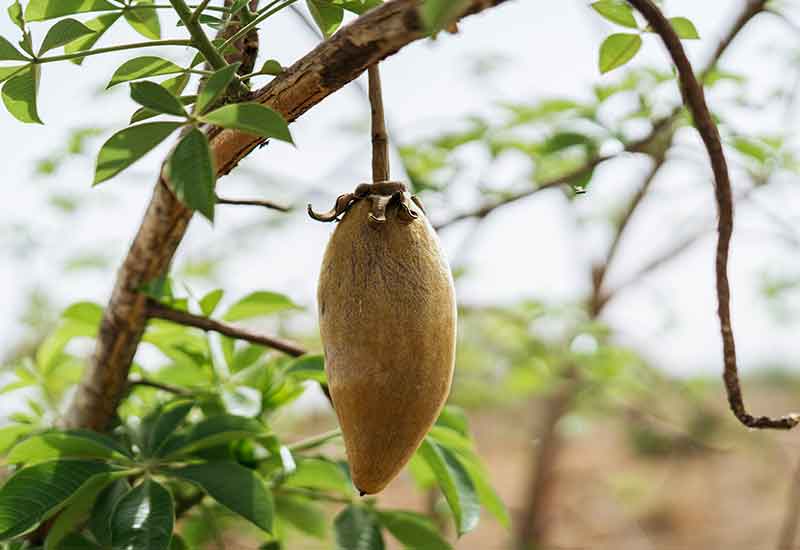 Baobab Fruit